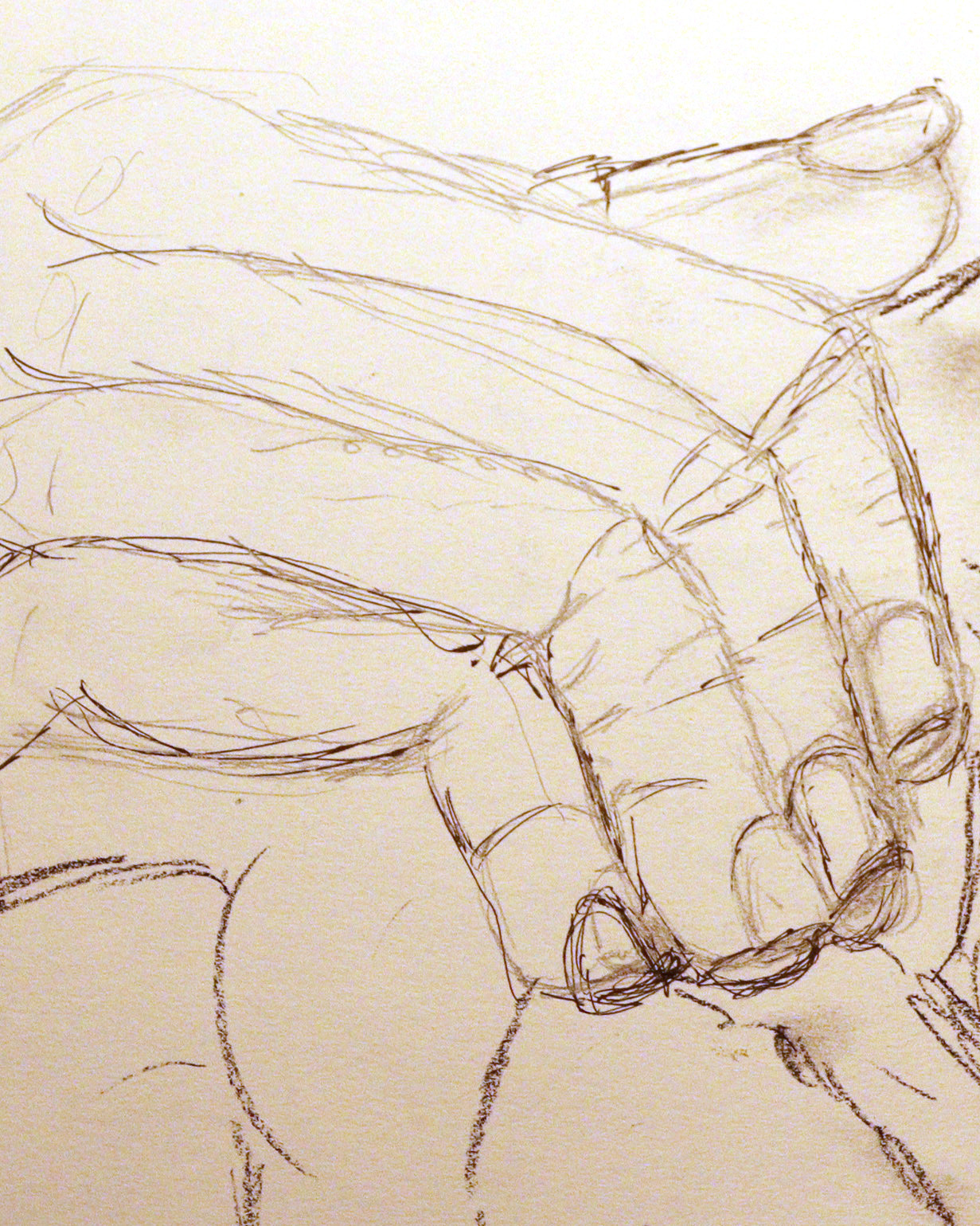 Animal structure study